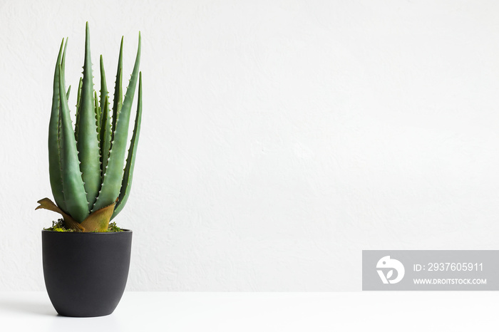 Aloe vera plant in black pot over white wall