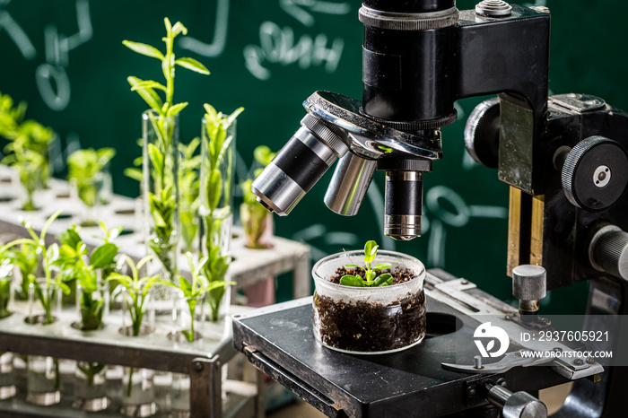 带植物和显微镜的学术实验室。实用化学课程。