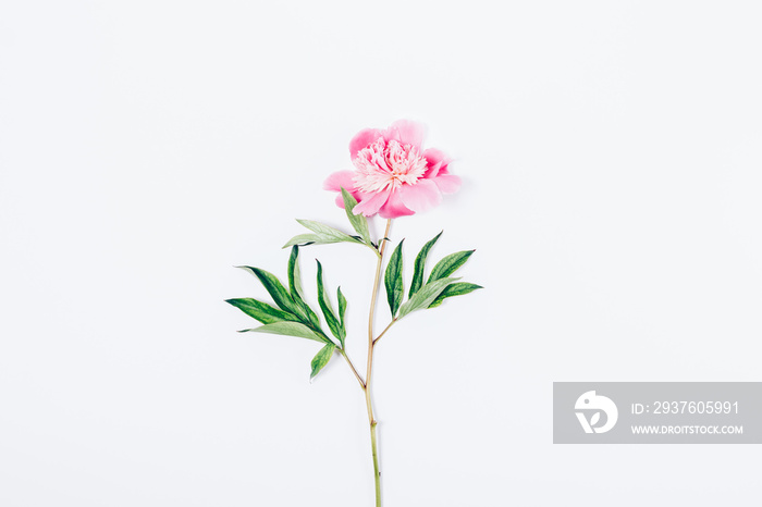 One pink peony with green leaves, top view