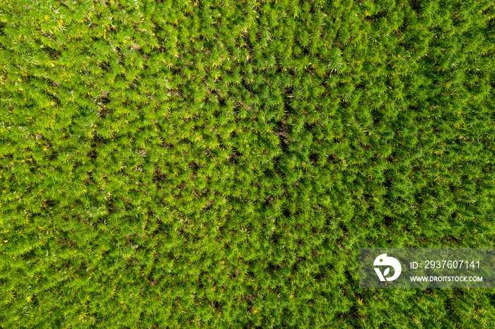 Aerial top view of a beautiful marijuana CBD hemp field