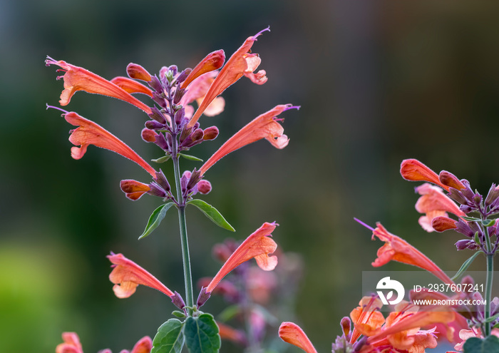 Agastache Tango flower