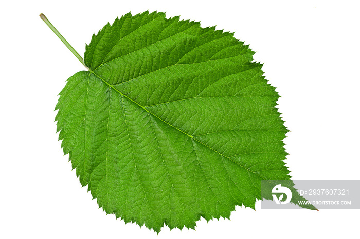 Blackberry fruit leaf closeup