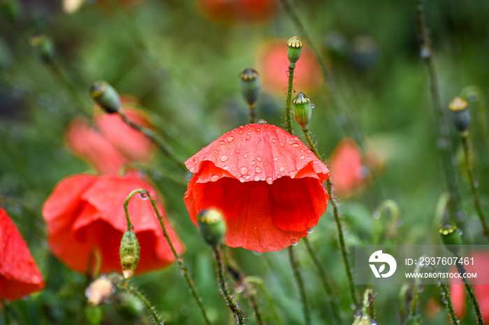 Poppies with rain drops during the rain