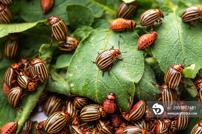 potato beetle on a light background.Many Colorado potato beetle.