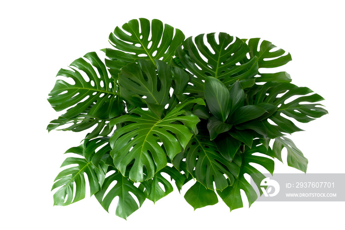 Green leaves of tropical plants bush (Monstera, palm, rubber plant, pine, bird’s nest fern) floral a