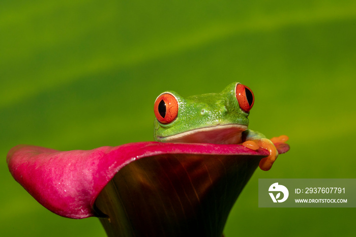 红眼睛的绿色树蛙坐在卡利百合里