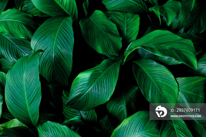 leaves of Spathiphyllum cannifolium, abstract green texture, nature background, tropical leaf