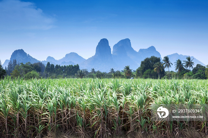 Mountains and cane fields in the bright sky.