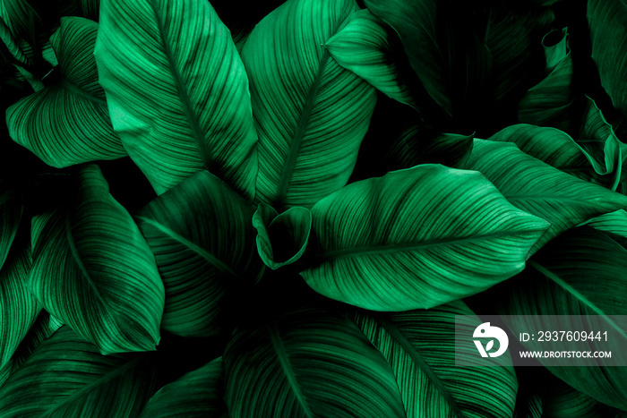 tropical leaves, abstract green leaves texture, nature background