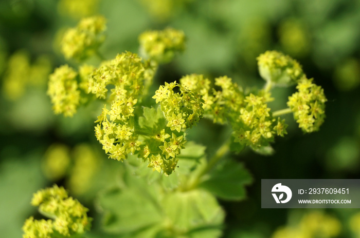 close-up of green flowers of a lady’s mantle