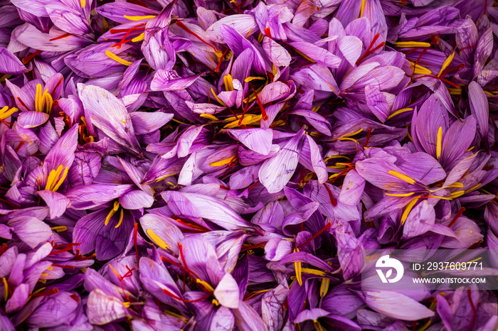 藏红花背景。番红花紫色花瓣俯视图。收获季节