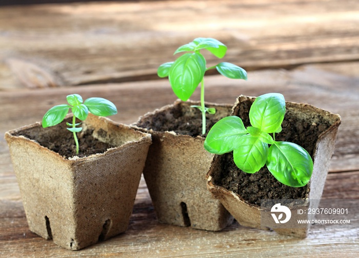 Young basil seedlings in pots. Small basil  in biodegradable pot, brown  wooden table.