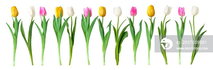 tulips isolated on white