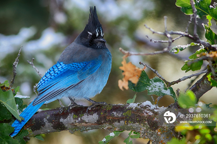 Proud Stellar Jay faces winter.