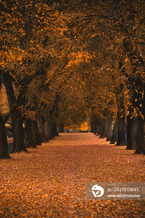 俄勒冈州波特兰的树木和落叶隧道