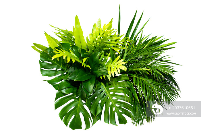 Green leaves of tropical plants bush (Monstera, palm, rubber plant, pine, bird’s nest fern) floral a