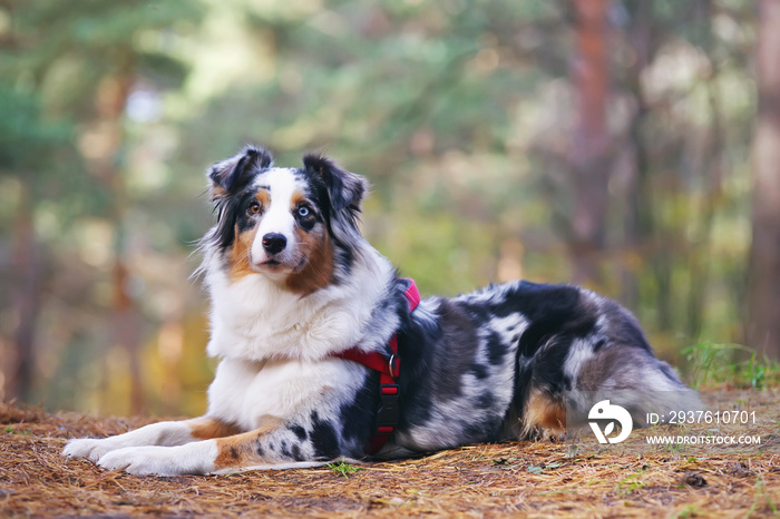 Blue merle Australian Shepherd dog with a red harness lying down in the forest