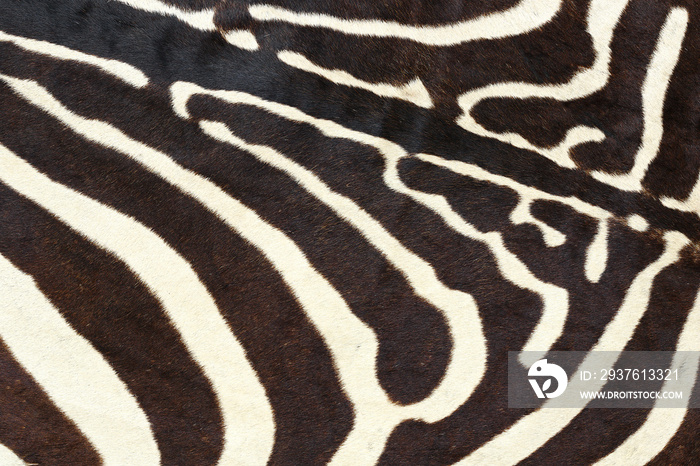 texture of wild zebra natural pelt