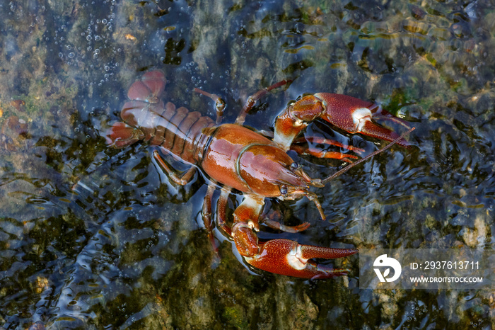 Top view of the Pacific Crab. Pacifastacus leniusculus. Órbigo River, León, Spain.