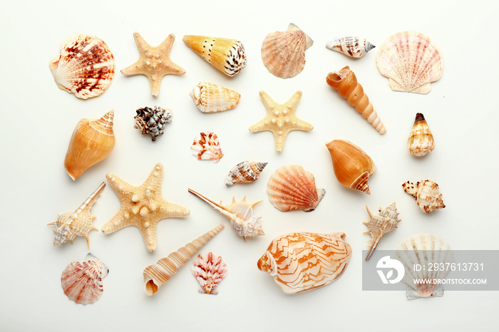 Many beautiful sea shells on white background, top view