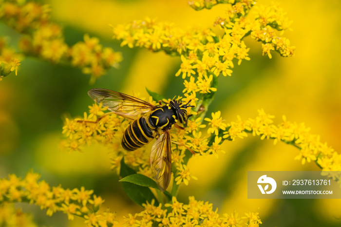 Eastern Hornet Fly on Goldenrod Flowers