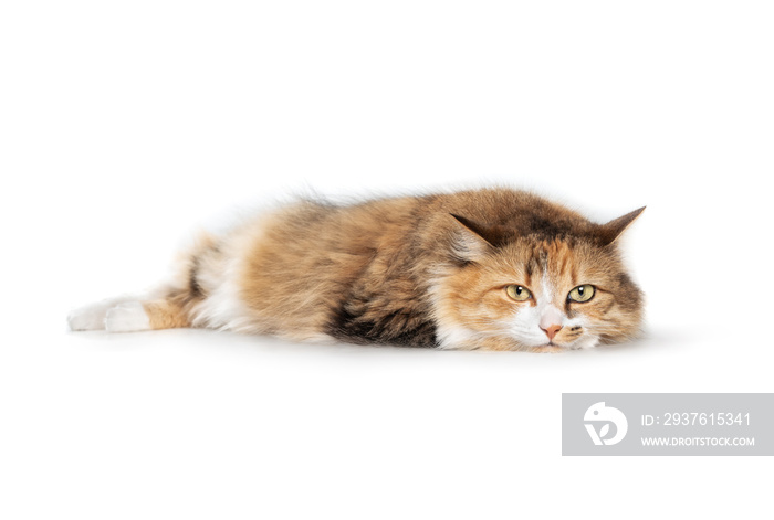 Cat looking at camera with head on front paws while lying sideways. Fluffy torbie female kitty with 