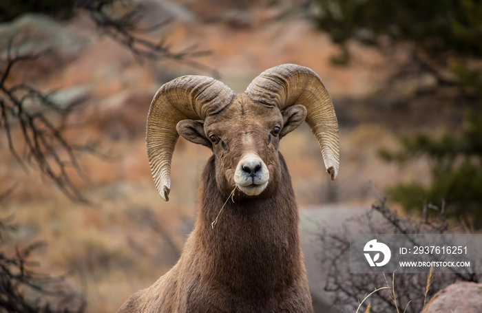 Close up of a bighorn sheep ram chewing on a piece of grass.