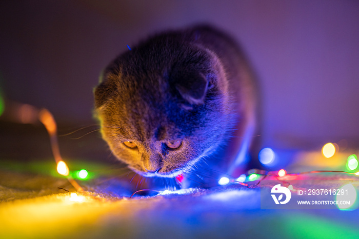 Scottish fold cat playing with Christmas garland. Holidays and pet concept