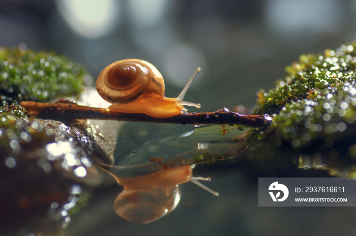一只蜗牛在木桥上爬行的宏观特写，带反光。图片