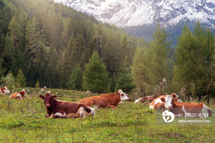 Glückliche Kühe auf der Alm