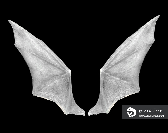 蝙蝠翅膀被隔离在白色上。
