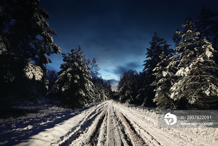 Illuminated snow-covered country road through the evergreen pine forest at sunset. Spruce trees clos