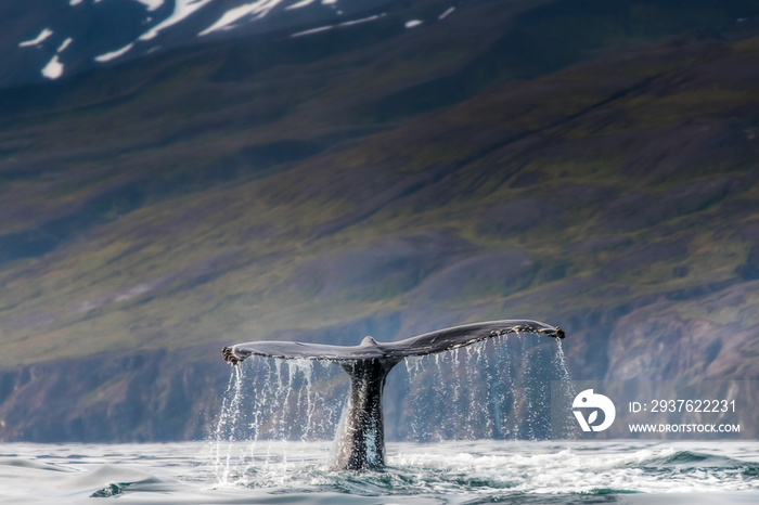 海洋哺乳动物、座头鲸和虎鲸在觅食地展示它们的日常行为