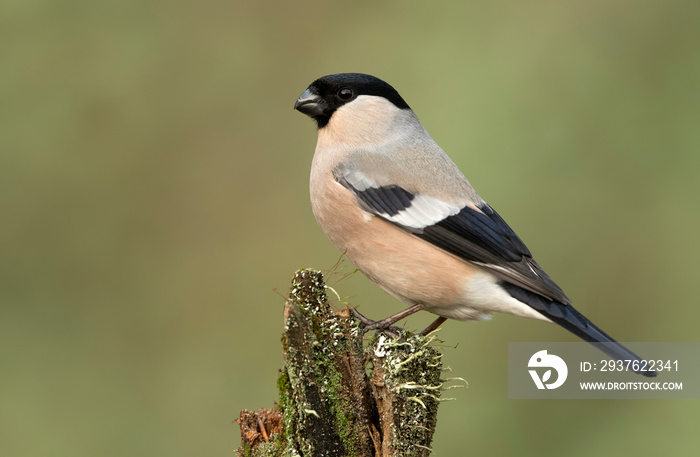 Eurasian bullfinch female ( Pyrrhula pyrrhula )