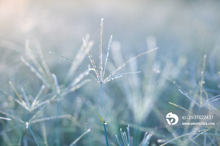 Grass in the early winter