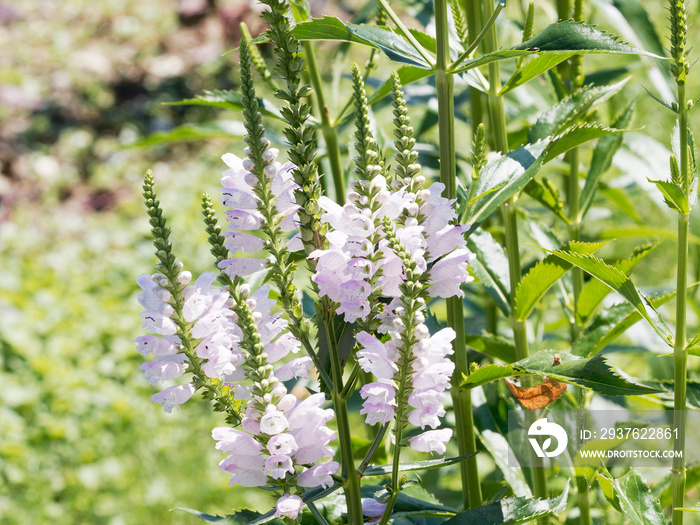 Physostegia virginiana | Physostégie de Virginie à inflorescence rose violacé