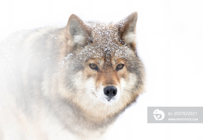 加拿大冬雪中，一只孤独的郊狼（Canis latrans）在白色背景下被隔离