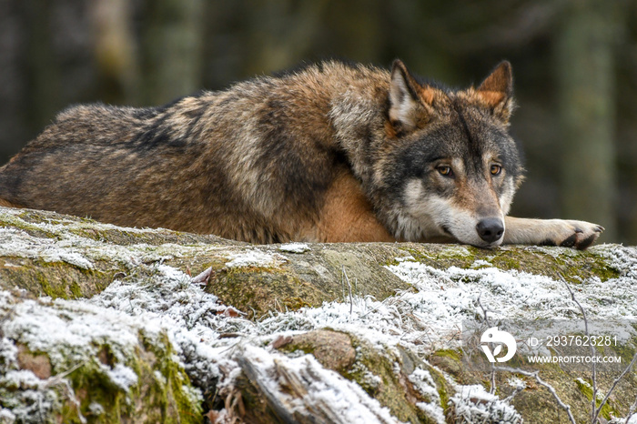 gray wolf canis lupus