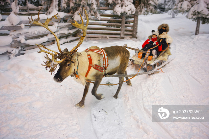 芬兰拉普兰鲁卡冬季驯鹿雪橇比赛