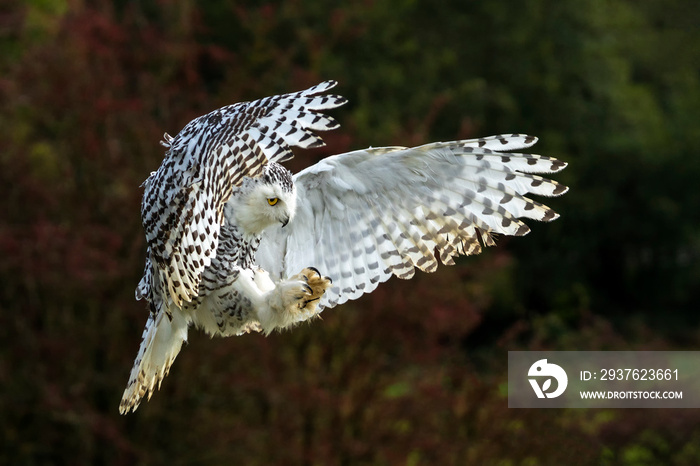 Snowy Owl with its wings outspread in flight