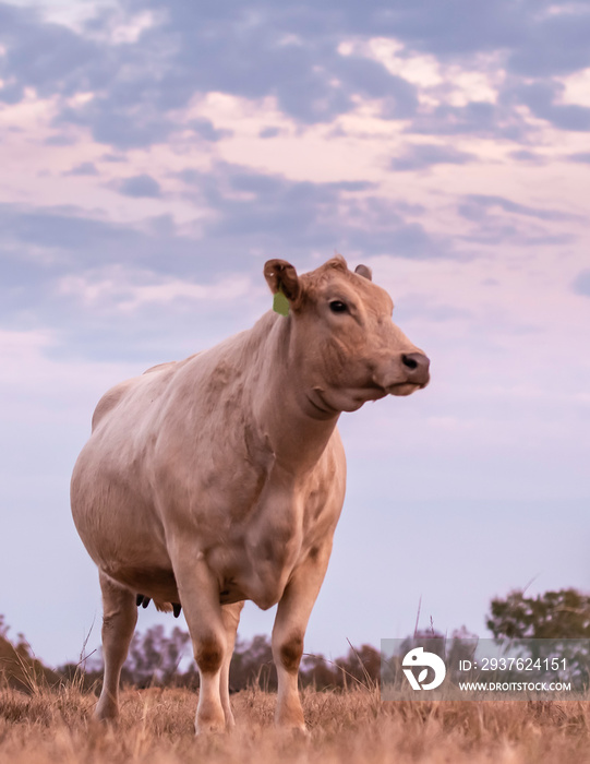 Charolais cow portrait low angle at dusk