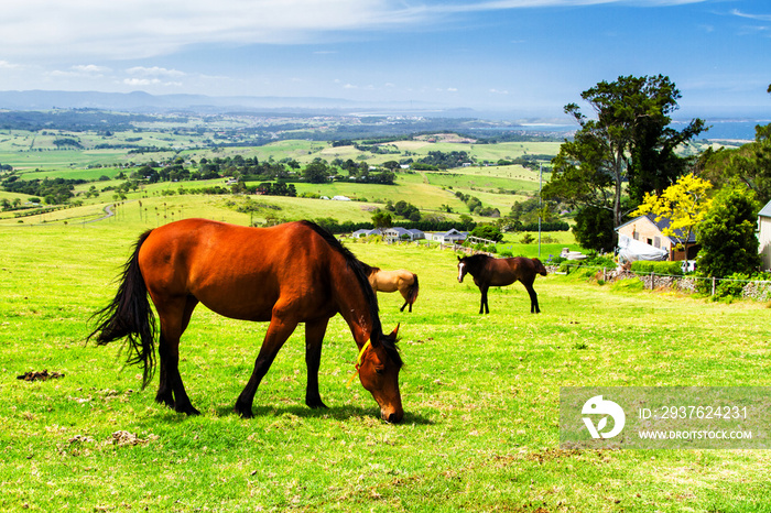 澳大利亚新南威尔士州农场上的马