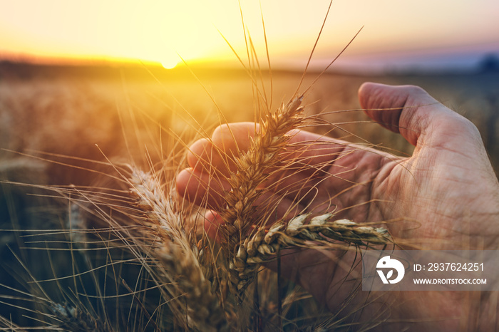 Hand examining ripe wheat crops in field