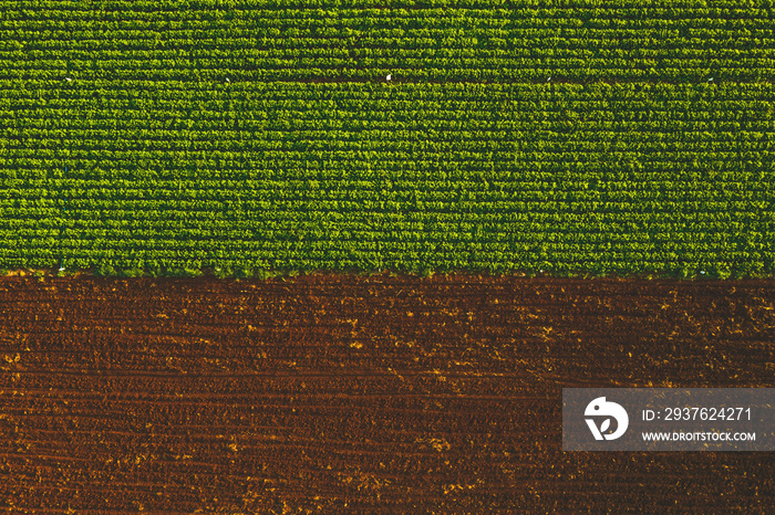 Aerial view from drone of a peanut farm and soil after harvest that are plow shoveling