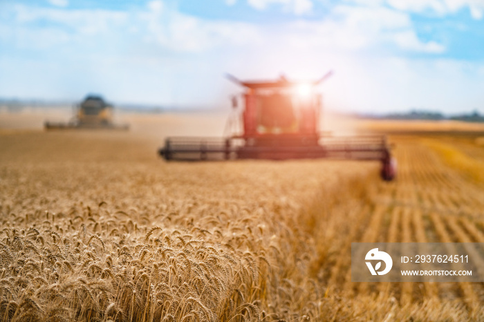 Combine harvester harvesting wheat on sunny summer day. Harvest time. Agricultural sector