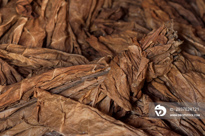 Closeup of dried tobacco leaves in a farm