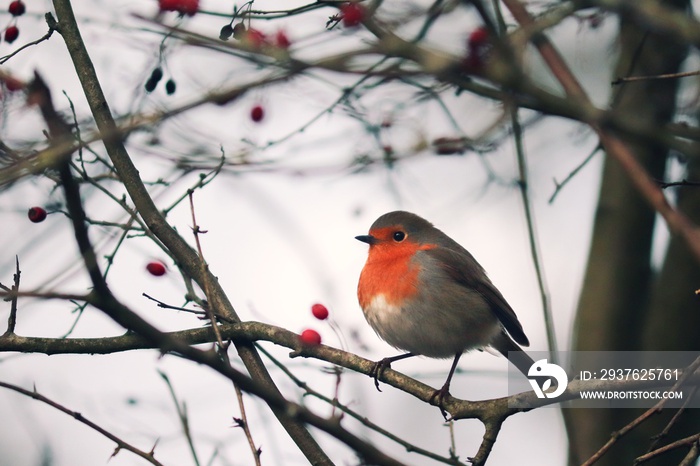 Rotkehlchen im Winter im Baum