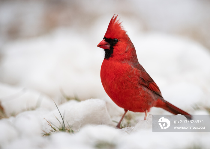 Cardinal in Snow