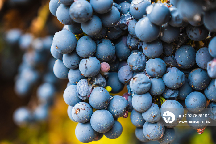 Malbec grapes in the vineyard.