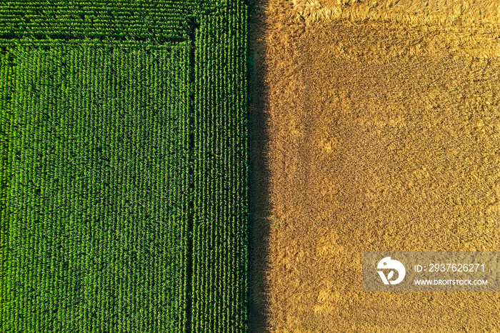 Agricultural field viewed from the top